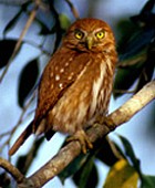 Ferruginous Pygmy-Owl- Photo copyright Torborg Berge