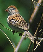 Field Sparrow - Photo copyright Steve Nanz