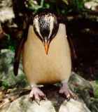 Fiordland Penguin - Peter and Barbara Barham