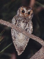 Flammulated Owl - Photo copyright Steve Metz