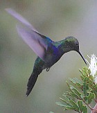 Fork-tailed Woodnymph - Photo copyright Arthur Grosset