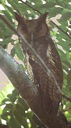 Fraser's Eagle-Owl - Photo copyright Don Roberson