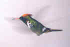 Frilled Coquette - Photo copyright Martin Reid