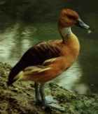 Fulvous Whistling-Duck - Photo copyright Erigen Birding Pages