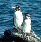 Galapagos Penguin - endemic - Photo copyright Jeff Blincow