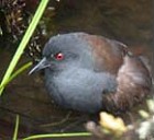 Galapagos Rail - Photo copyright Steve Bird