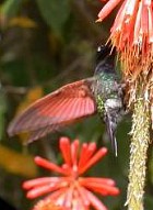Garnet-throated Hummingbird - Photo copyright Manuel Grosselet