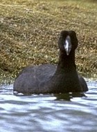 Giant Coot - Photo copyright Giuliano Gerra and Silvio Sommazzi