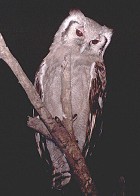 Verreaux's Eagle-Owl - Photo copyright John Milbank