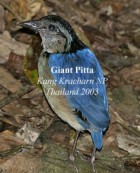 Giant Pitta - Photo copyright Suppalak Klabdee