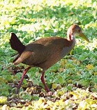 Giant Wood-Rail - Photo copyright Alec Earnshaw