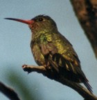 Gilded Hummingbird - Photo copyright Alc Earnshaw