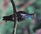 Glittering-throated Emerald - Photo copyright Neotropical Journeys