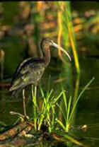 Glossy Ibis - Photo by Don Baccus