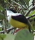 Golden-collared Manakin - Photo copyright Wim van der Schot