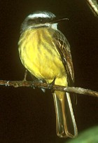 Golden-crowned Flycatcher - Photo copyright Tropical Birding