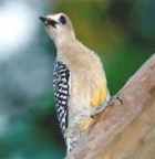 Golden-fronted Woodpecker - Photo copyright Jean Coronel