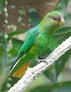 Golden-tailed Parrotlet - Phot copyright Arthur Grosset