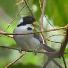 Golden-winged Sparrow - Photo copyright Jurgen Beckers