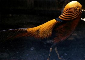 Golden Pheasant - Photo copyright Berry Koffler