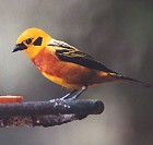 Golden Tanager - Photo copyright Steve Metz