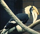 Great Hornbill - Photo courtesy of Bruce Marcot
