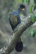 Great Blue Turaco - Photo copyright David and Nancy Massie
