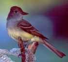 Great Crested Flycatcher - Photo copyright Peter May