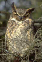 Great Horned Owl - Photo copyright Marshall Iliff