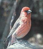 Great Rosefinch - Photo copyright Tang Jun