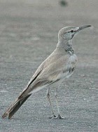 Greater Hoopoe-lark - Photo copyright John Judge