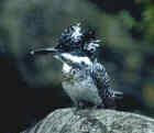 Greater Pied Kingfisher - Photo copyright Naoto Kitigawa