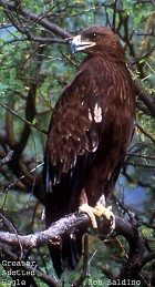 Greater Spotted Eagle - Photo copyright Ronald Saldino