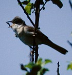 Greater Whitethroat - Photo copyright Stefan Monecke