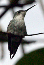 Green-and-white Hummingbird - Photo copyright Simon Woolley