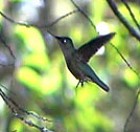 Green-backed Firecrown - Photo copyright Aves Andes (Michael Rinke)