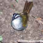 Green-backed Sparrow - Photo copyright Jean Coronel