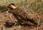 Green-barred Woodpecker - Photo copyright Alec Earnshaw