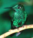 Green-crowned Brilliant - Photo copyright Greg Neise