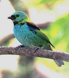 Green-headed Tanager - Photo copyright Trev Feltham