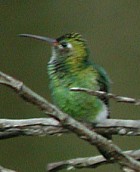Green-tailed Golden-throat - Photo copyright Pascal Dubois