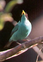 Green Honeycreeper - Photo copyright Trev Feltham