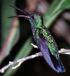 Green Mango - Photo copyright Greg Lasley