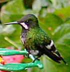 Green Thorntail - Photo copyright Kent Nickell