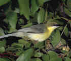 Green-capped Eremomela - Photo copyright BirdLife On-Line Magazine