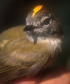 Greenish Elaenia - Photo copyright Knut Eisermann of Cayaya Birding