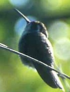 Green-throated Mountain-Gem - Photo copyright Don Roberson