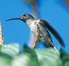 Grey-breasted Sabrewing - Photo copyright Arthur Grosset