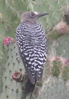 Grey-breasted Woodpecker - Photo copyright Manuel Grosselet