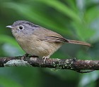 Grey-cheeked Fulvetta - Photo copyright Hideo Tani